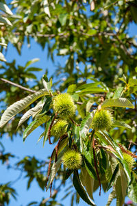 Close-up of tree branch