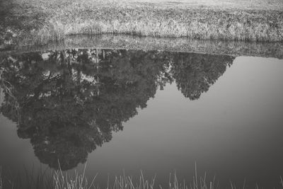 Reflection of tree in puddle on field