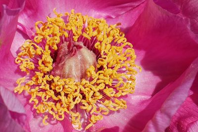 Close-up of pink flower