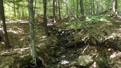 Trees in forest