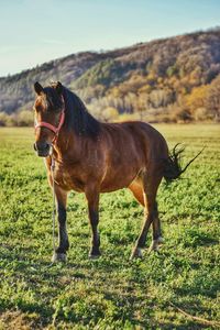 Side view of horse on field