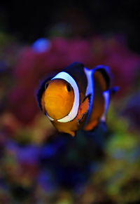 Close-up of fish swimming in sea