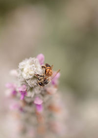 Close-up of honey bee pollinating on flower