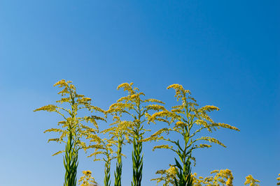 Low angle view of fresh blue sky