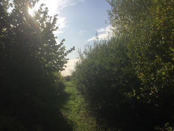 Trees on field against sky