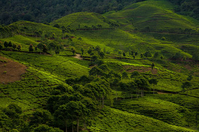 Scenic view of agricultural field