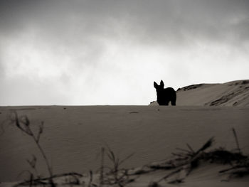 Silhouette man riding horse on sand against sky