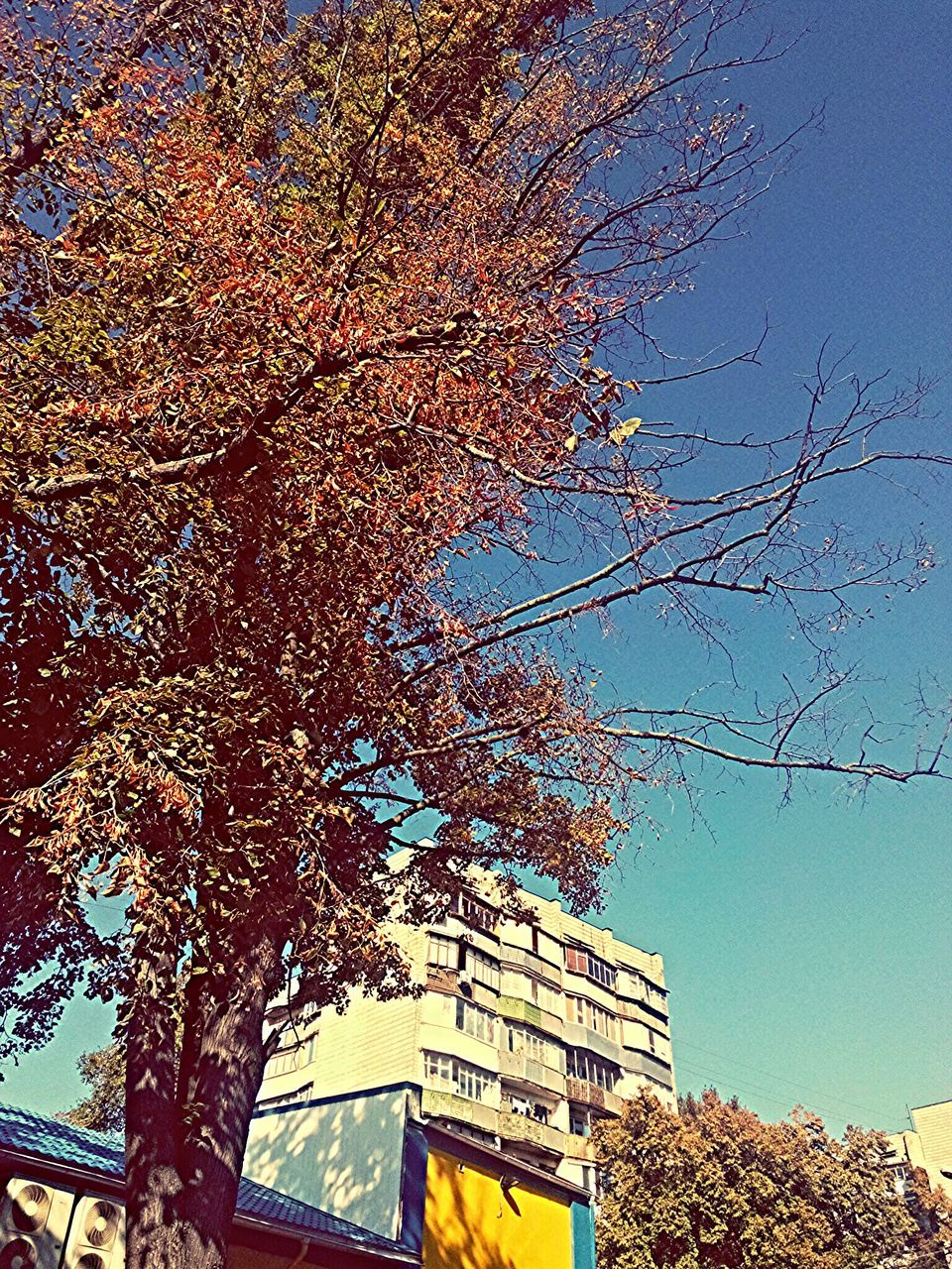 low angle view, clear sky, tree, blue, built structure, building exterior, architecture, branch, growth, sky, bare tree, day, outdoors, no people, sunlight, nature, high section, building, roof, house