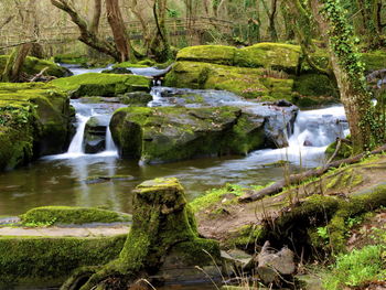 Stream flowing through rocks in forest