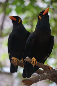 Close-up of birds perching on branch