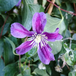 Close-up of purple flowering plant