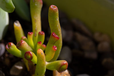 Close-up of succulent plant