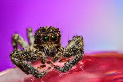 Macro shot of jumping spider on flower