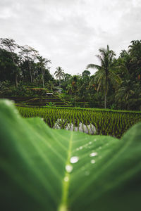 Plants and trees growing on field against sky