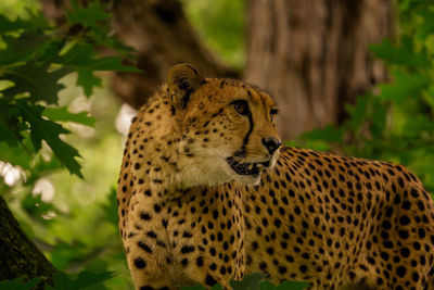 Close-up of a cat looking away