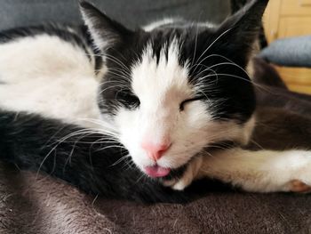 Close-up of cat sleeping