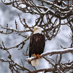 Low angle view of eagle perching on tree