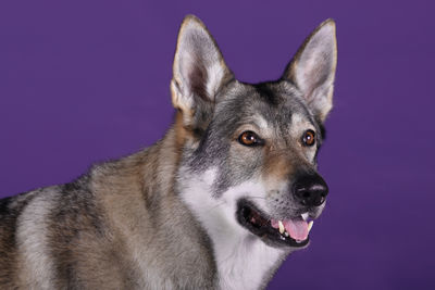 Close-up of dog looking away against purple background