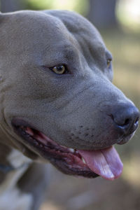 Close-up of a dog