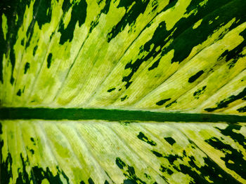 Full frame shot of fresh green leaves