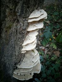 Close-up of tree trunk