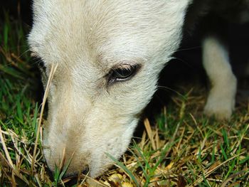 Close-up of dog