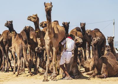 Camels in desert