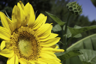 Close-up of sunflower blooming outdoors