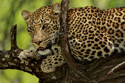 Close-up of leopard on tree