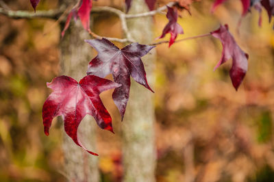 Close-up of leaves on tree