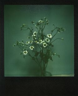 Close-up of plant in vase