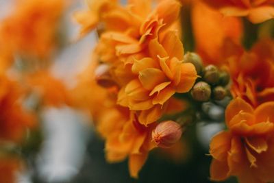 Close-up of orange flowering plant