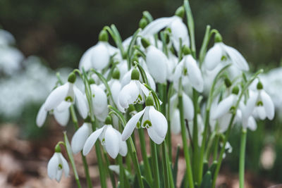 Close-up of white flowering plant in field