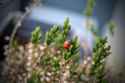 Close-up of ladybug on flower