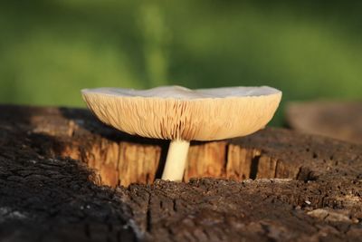 Close-up of mushroom growing on field