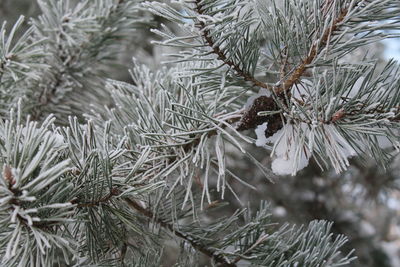 Close-up of pine tree