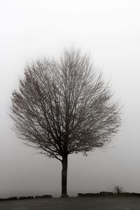 Silhouette tree on field against clear sky