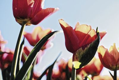 Close-up of red flowering plant