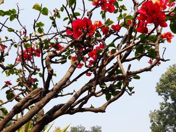 Low angle view of red flowering tree against sky