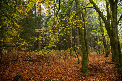 Trees growing in forest during autumn