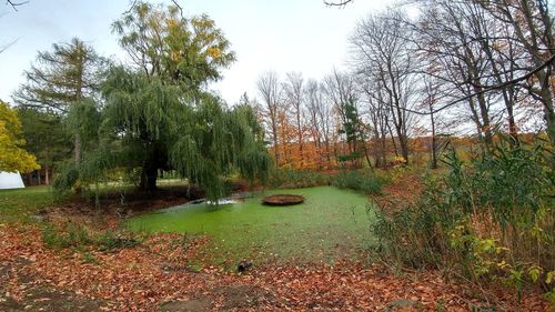 Scenic view of forest against sky