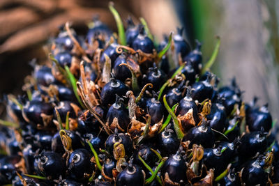 Close-up of palm fruit growing on plant