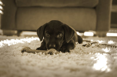 Portrait of black puppy lying on rug at home