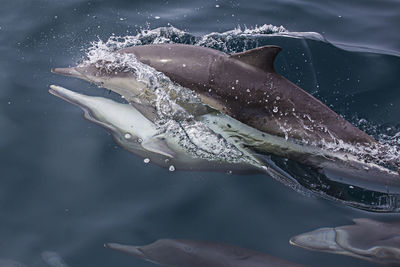 Close-up of fish swimming in sea