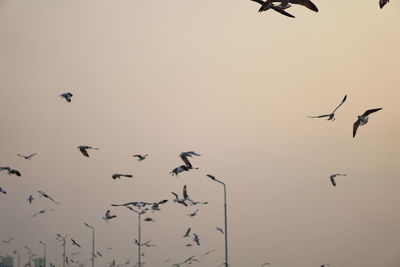 Low angle view of silhouette birds flying against clear sky