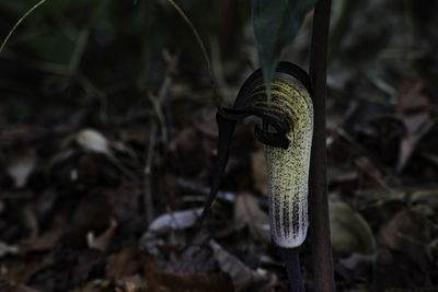 Close-up of a reptile on the ground