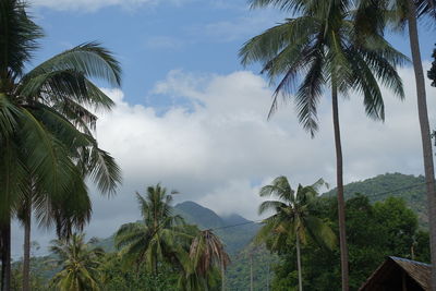 Palm trees against cloudy sky