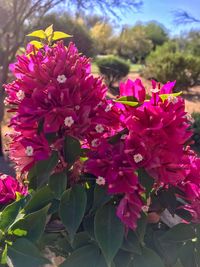 Close-up of pink flowers blooming outdoors