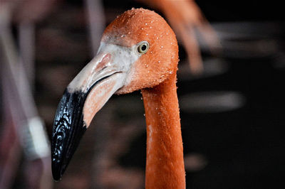 Close-up of flamingo