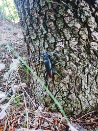 Close-up of insect on tree trunk